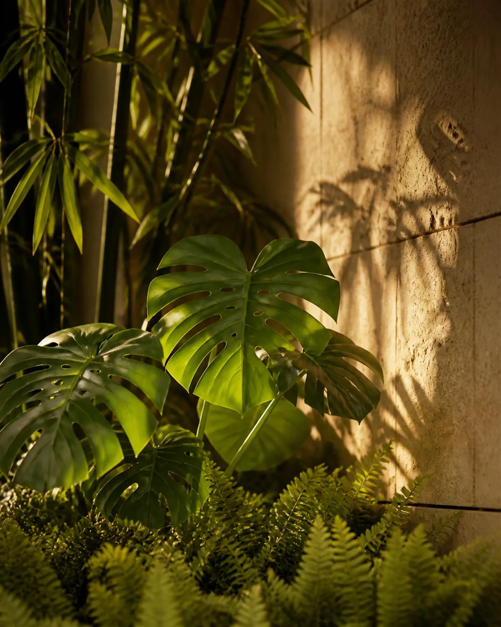 Backlit monstera and ferns against a warm travertine wall, leaves glowing translucent